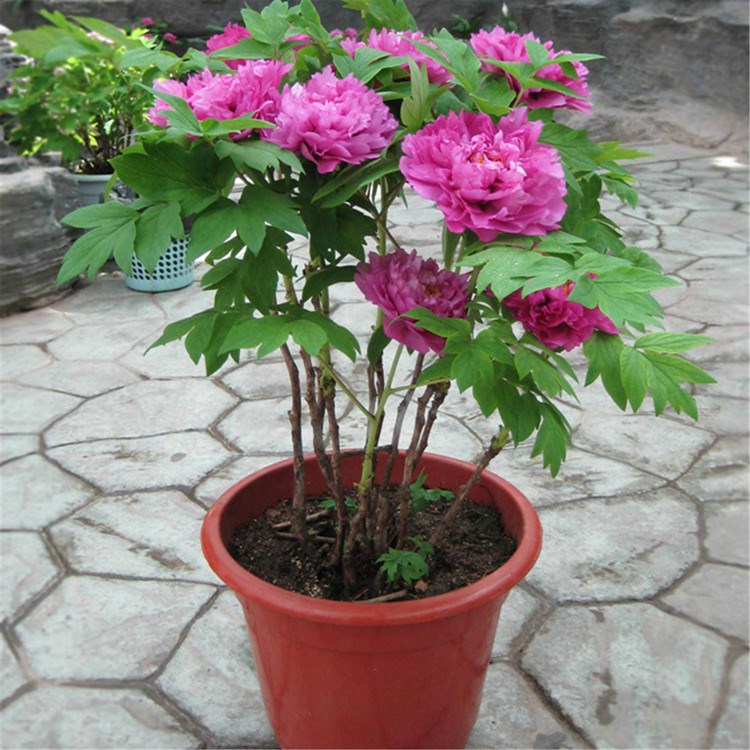 花卉盆栽批发：行业的春天何时到来？