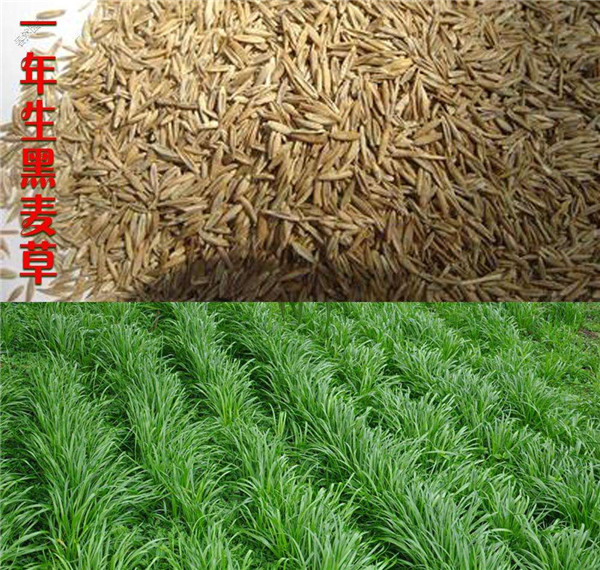 草种批发