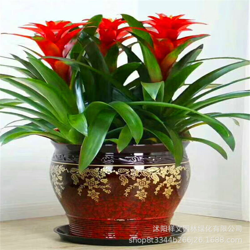 花卉盆栽批发