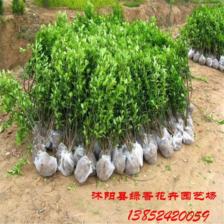 沭阳苗木批发：打造绿色生态王国