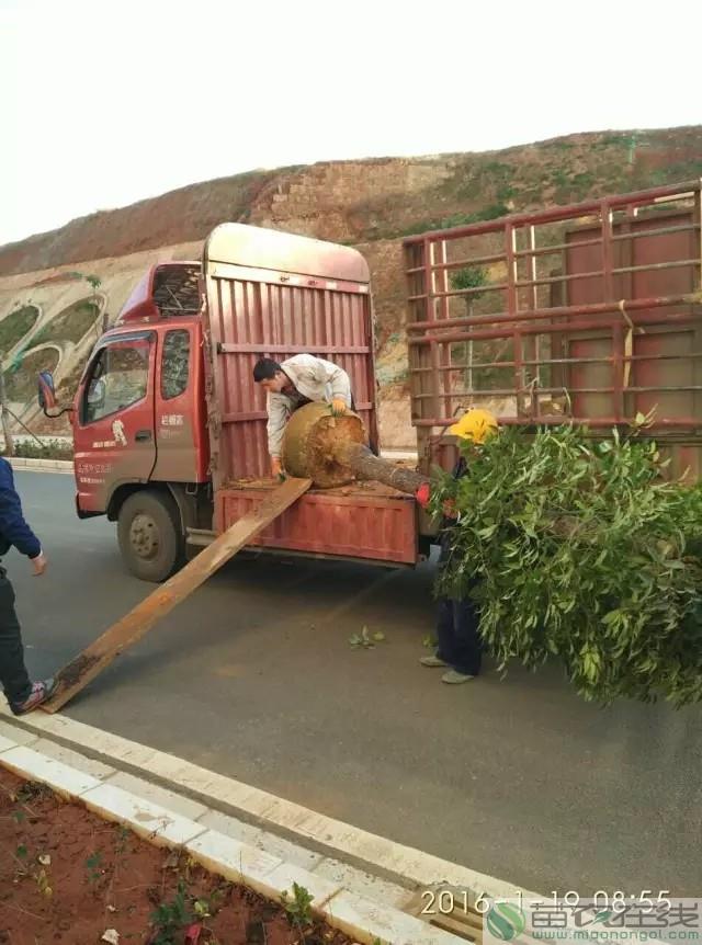 苗木配送